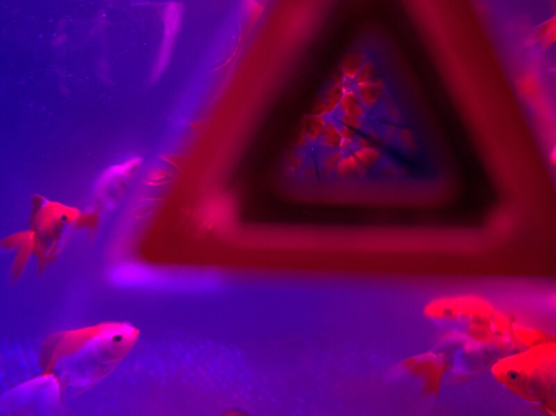 美しく広がる世界