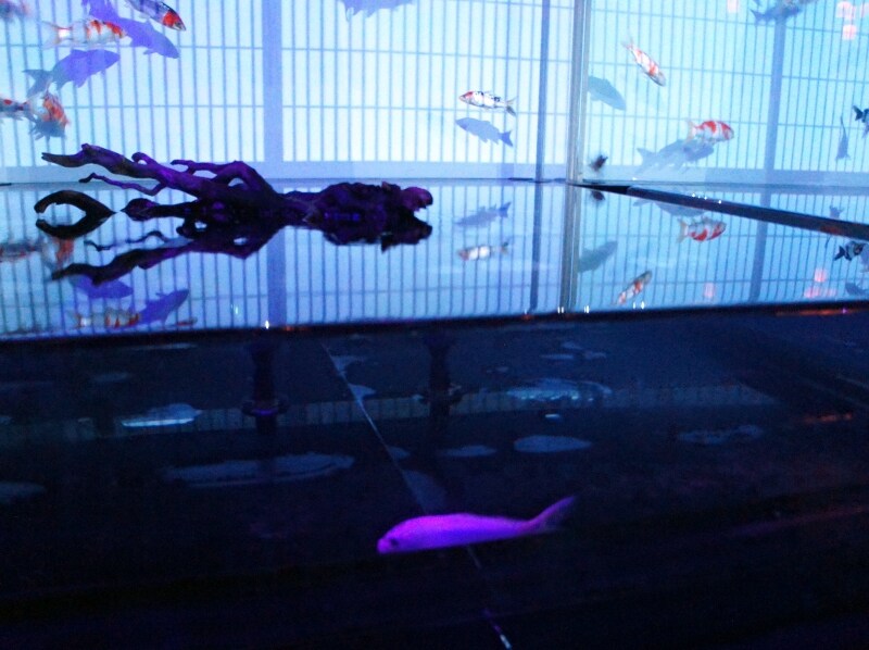 本物の錦鯉が泳ぐ