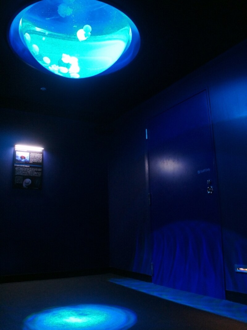 ドームを逆さにしたようなユニークな水槽