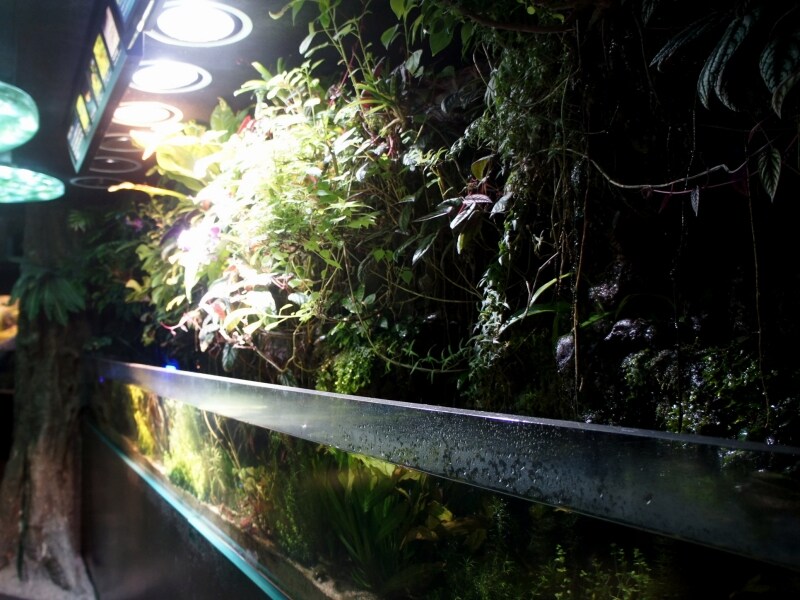 大河アマゾン川