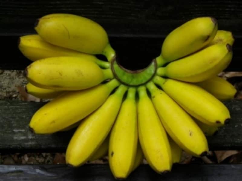 みんなで「マジカルバナナ」を手を叩きながらいうと、先頭の人が「バナナといったら黄色」とバナナから連想できることを言います