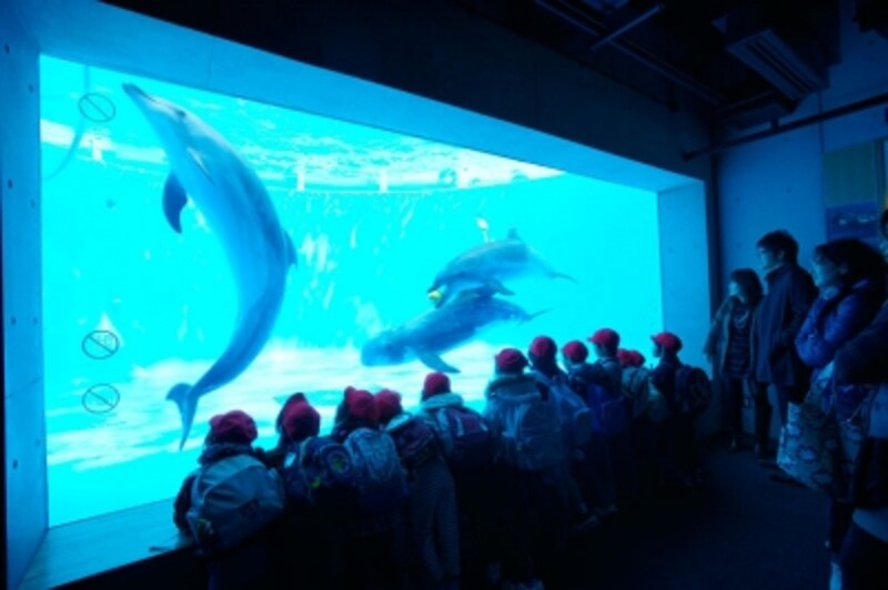 多様な生物が住む海を再現 九十九島水族館 海きらら 佐世保の観光 旅行 All About