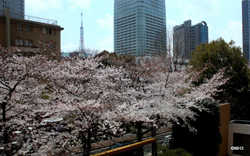 「アークタワーズ」（赤坂1丁目）から東京タワーを臨む（2012年4月撮影）