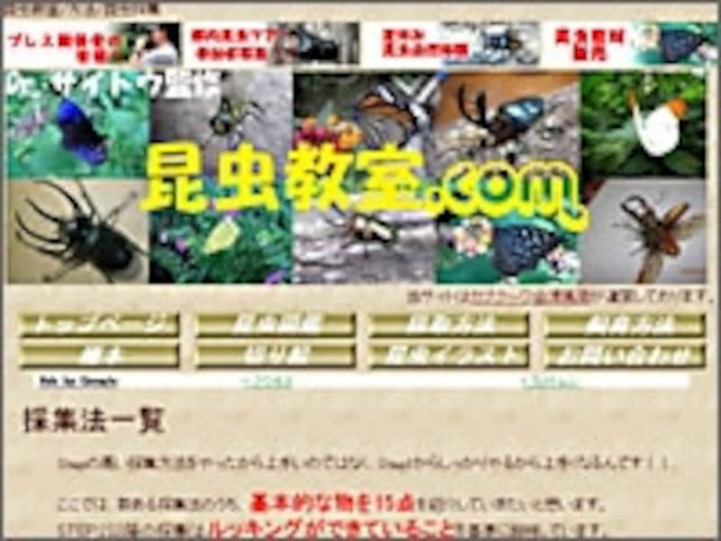 昆虫採集 標本の作り方を調べてみよう 工作 自由研究 All About