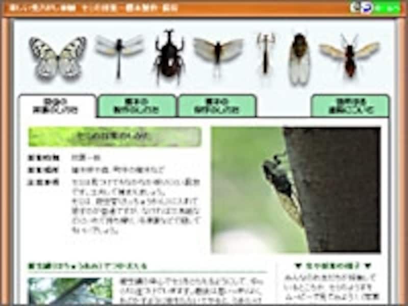 楽しい虫さがし体験 セミの採集のしかた