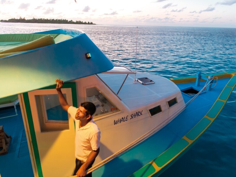 サンセットクルーズは運が良ければイルカの群れを見ることが出来る