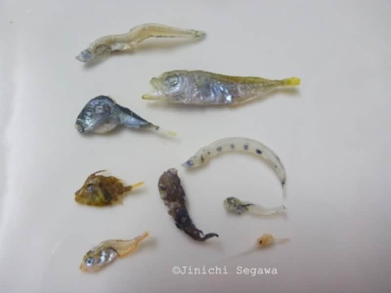 デジカメ昆虫植物採集