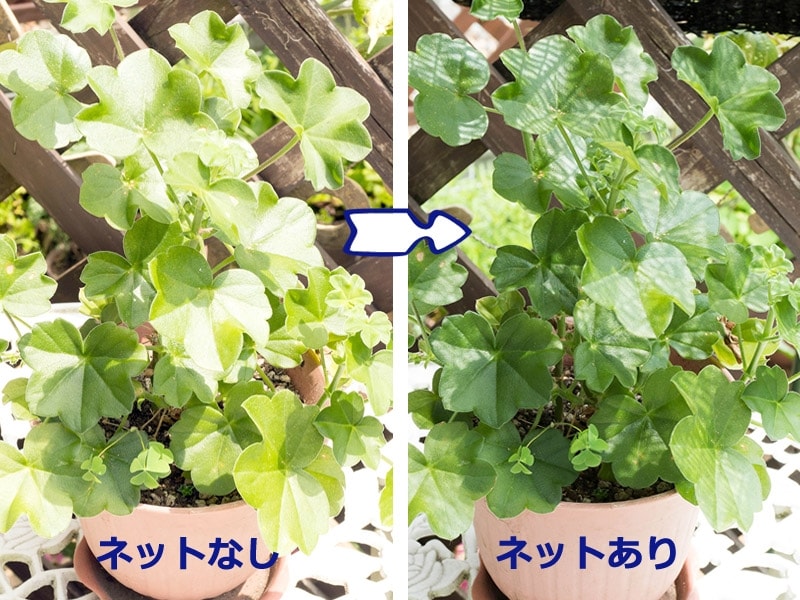 遮光ネット使用