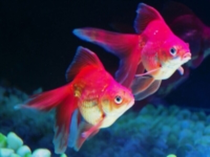 金魚