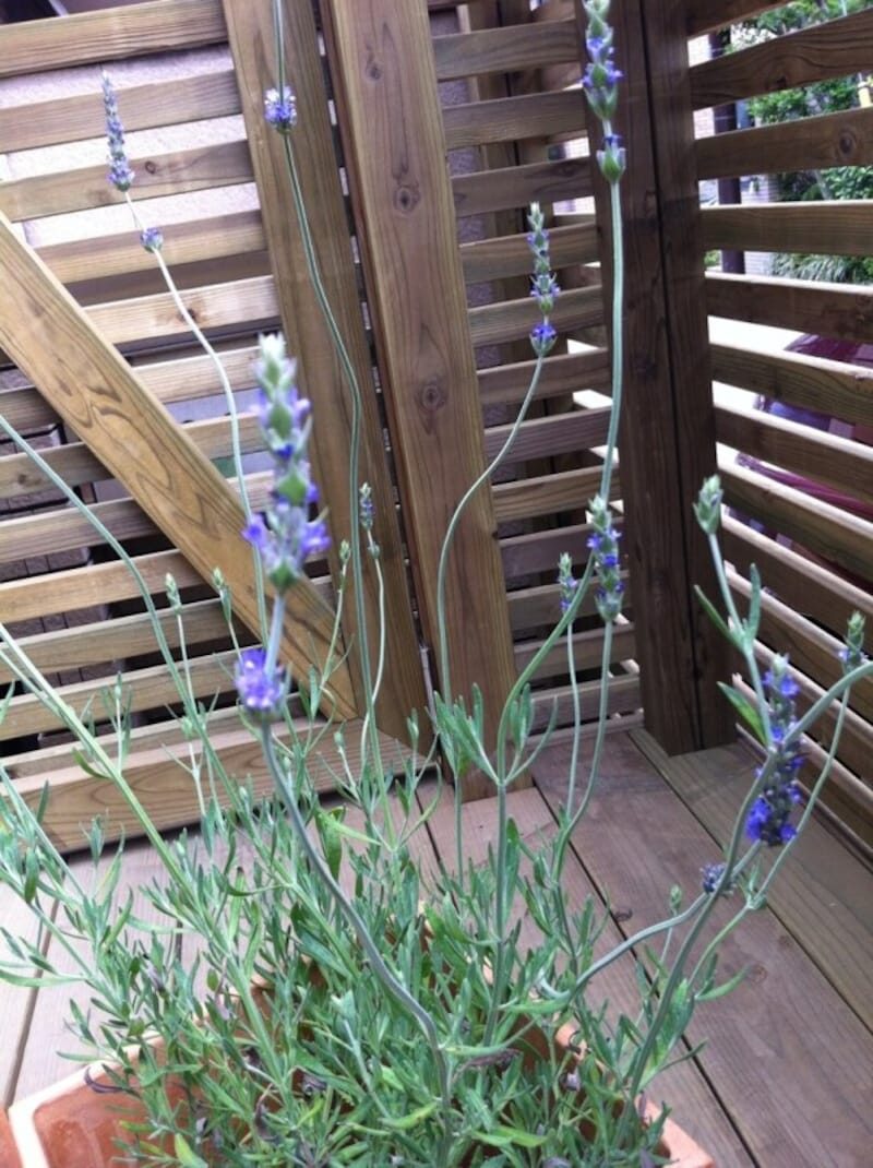 昔から薬用として重宝されていた植物ラベンダー