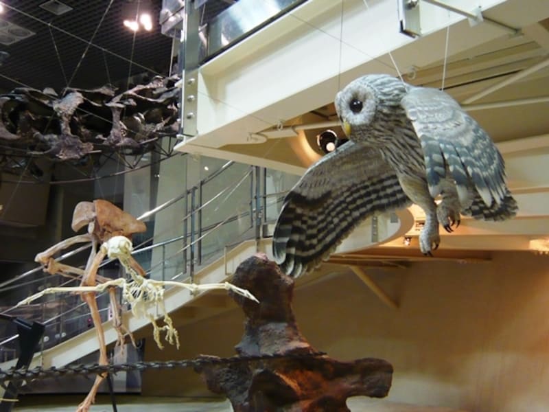 フクロウの骨格