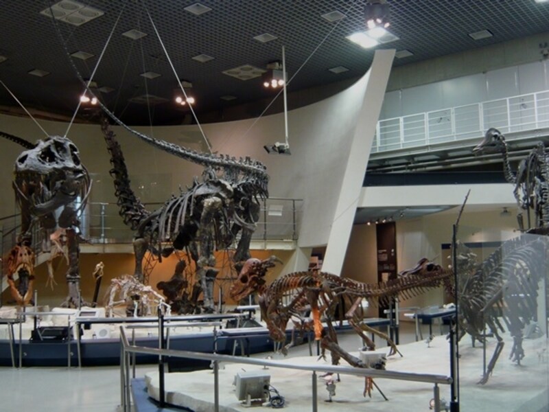 展示室の恐竜たち