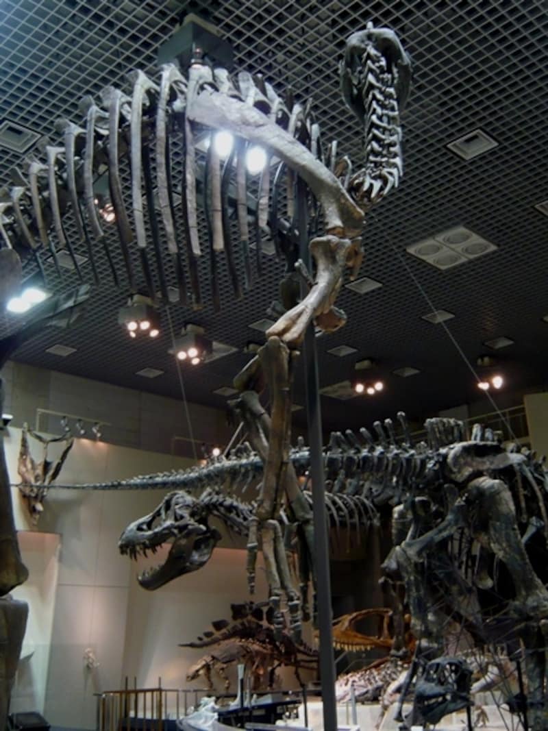 展示室の恐竜たちを色々な角度から見る