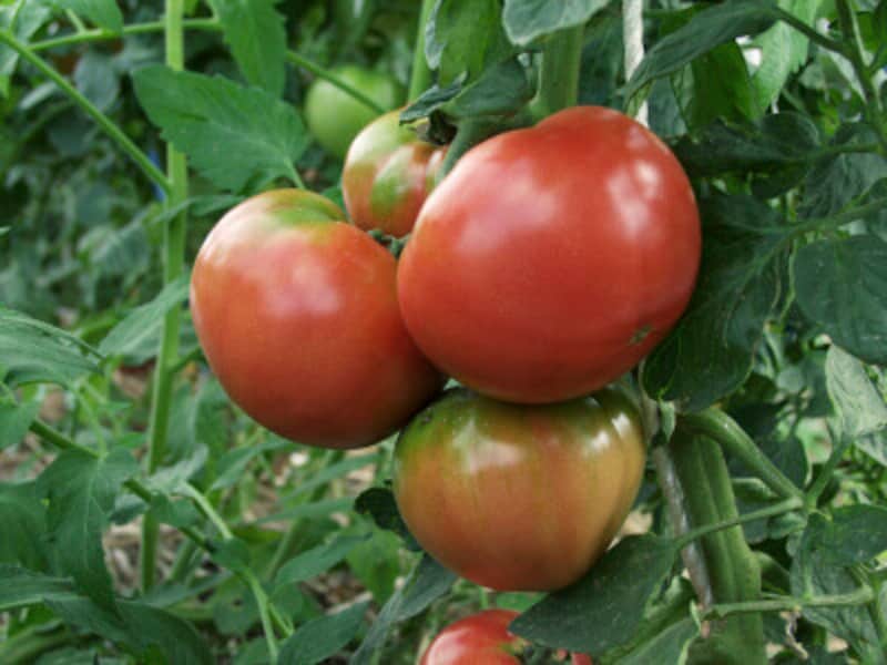 夏野菜の効能は様々