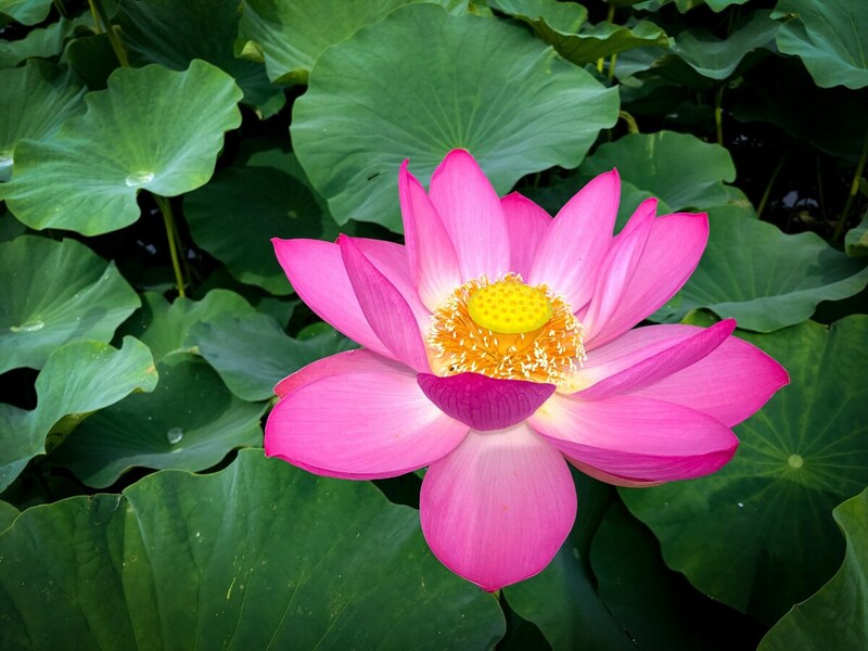 楊貴妃も美容と健康のために飲んだといわれるハス