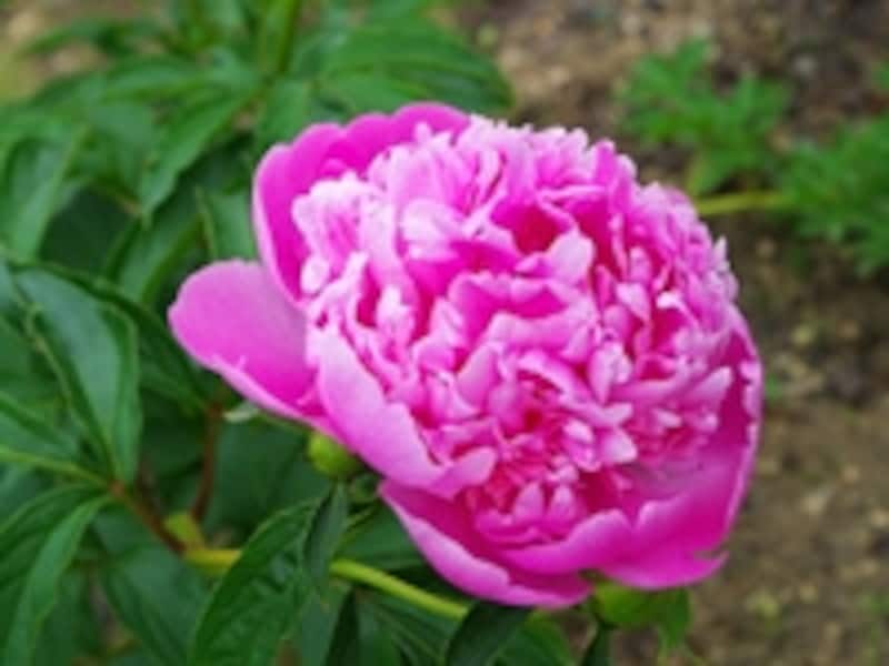 小町が好きだった芍薬