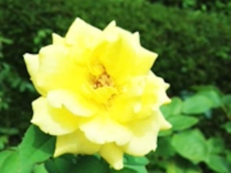 薔薇