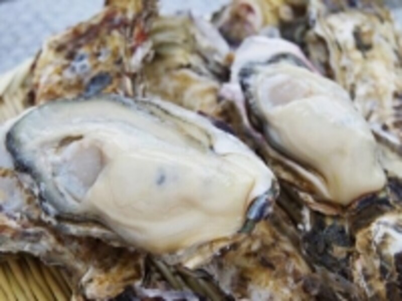 北海道の豊かな海に育まれた仙鳳趾（せんぽうし）の殻付生ガキ