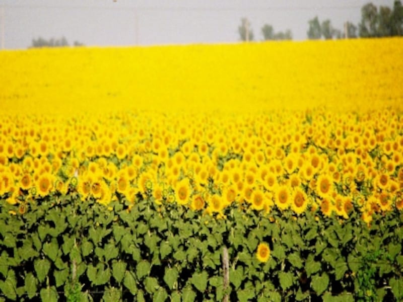 アンダルシア地方の夏は早い。5月末にはもう向日葵