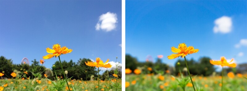 左がスマホ(iPhone)で撮影した写真。花がくっきりして背景も多少ボケてはいますが、右のミラーレス一眼で撮影した写真は、より中央の花がくっきりと際立って見えます。