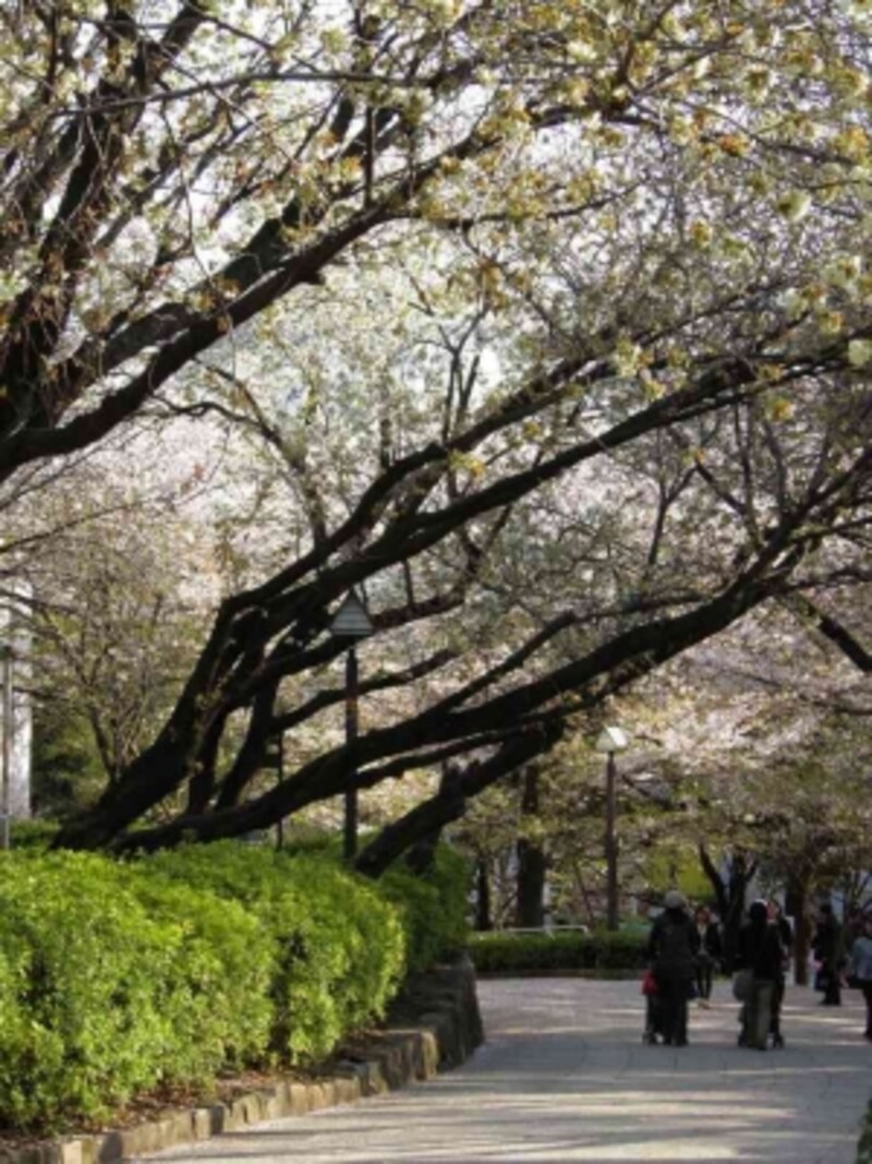 小高い山全体がすっぽり公園に 飛鳥山公園 子供と遊ぶ All About 小高い山全体がすっぽり公園に 飛鳥山公園 子供と遊ぶ All About