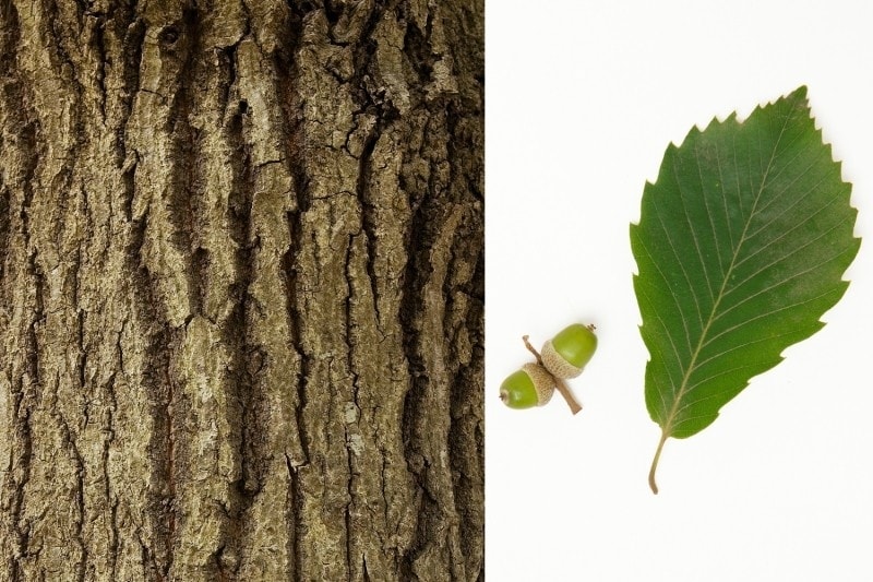 コナラの幹、葉、ドングリ