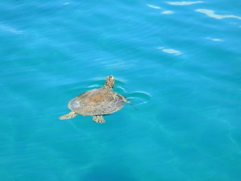 フランクランドででカメ