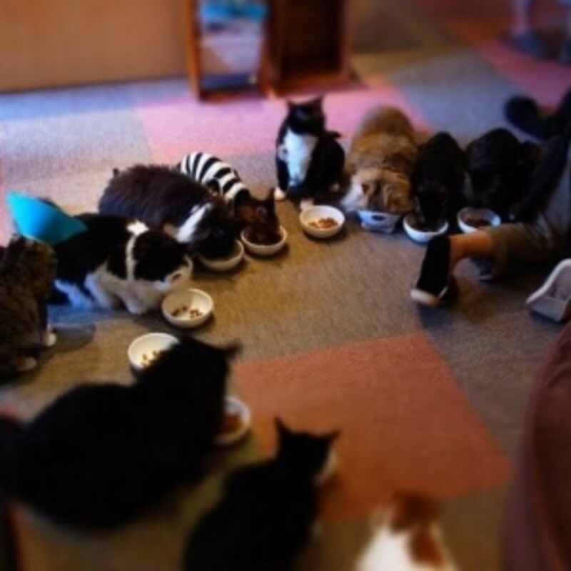 まさに休憩所な猫カフェ 猫のいる休憩所299 猫 All About