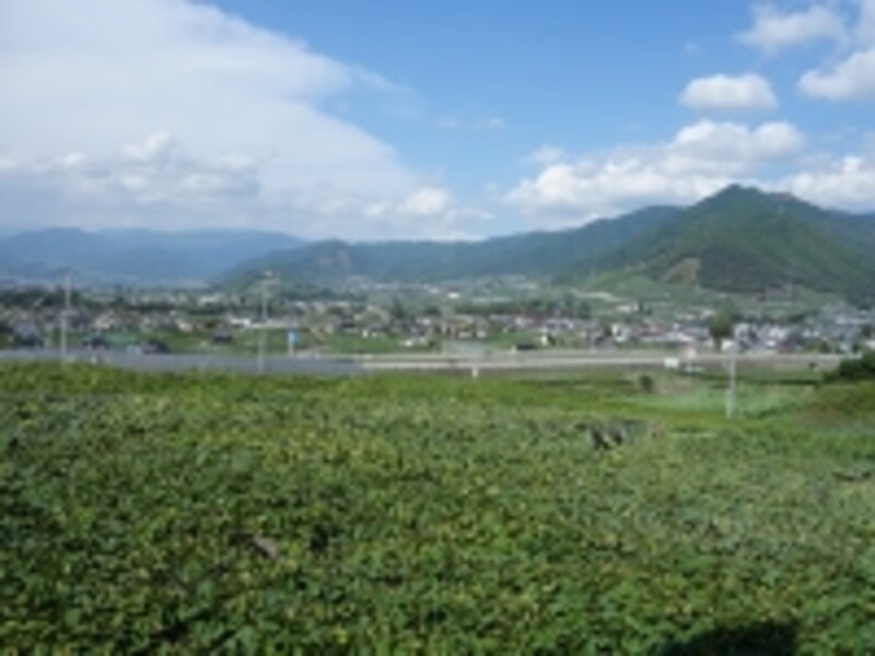 勝沼