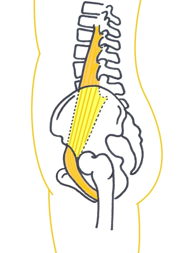 大腰筋は上半身と下半身をつなぐ唯一の筋肉