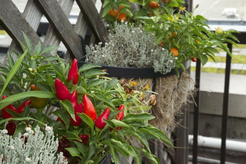 とりあえずピントを合わせた写真