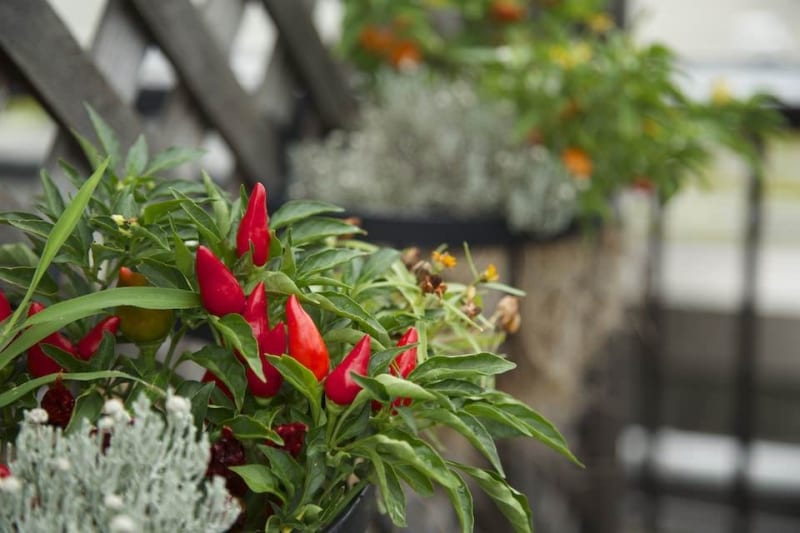 主役を決めてピントを当てた写真