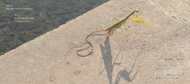 ハリガネムシ写真