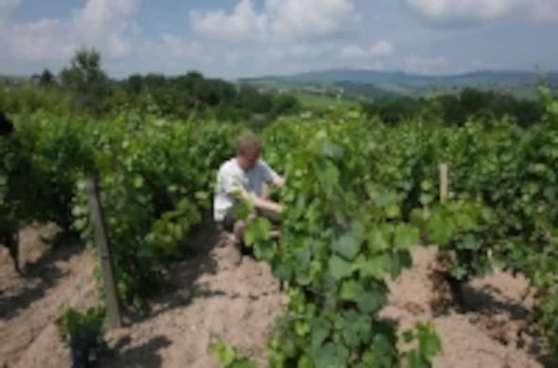 美味しいワインの生産に最も大切なのは、自然との共存、畑仕事です