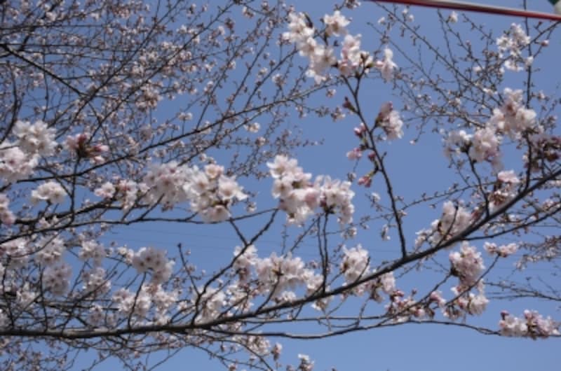 桜