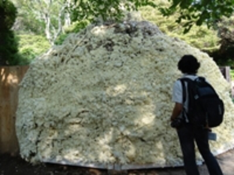 今年のクーパービジョン賞 新山浩＋神戸市立科学技術高校《モリアオガエルとして生まれ変わるとせよ》