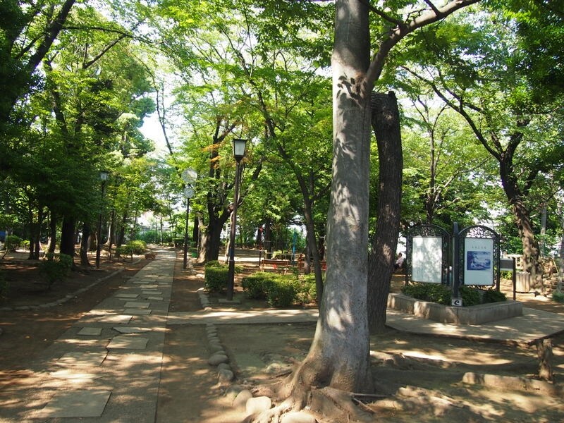 夏は桜の葉が木陰を作ってくれる。