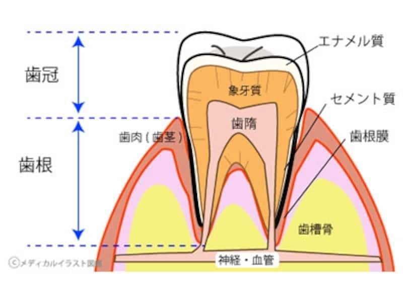 歯の構造イメージ