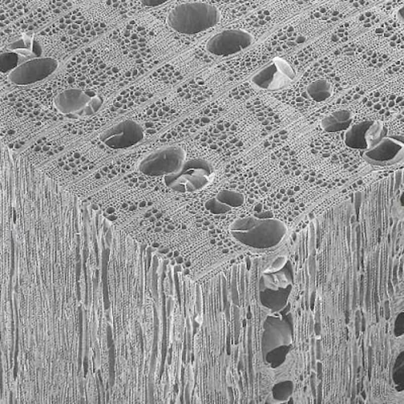 undefined木口面から見える大きな穴は、道管で水を根から枝へ運ぶ役割、道管は散在しているので固いです
