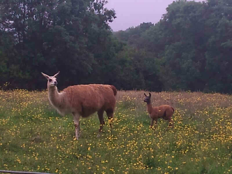 リャマの親子