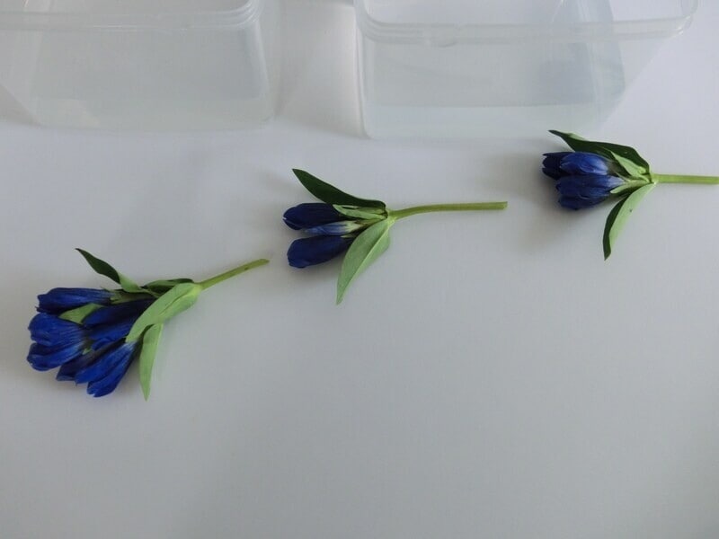 お花のついている節事に切り分けます。