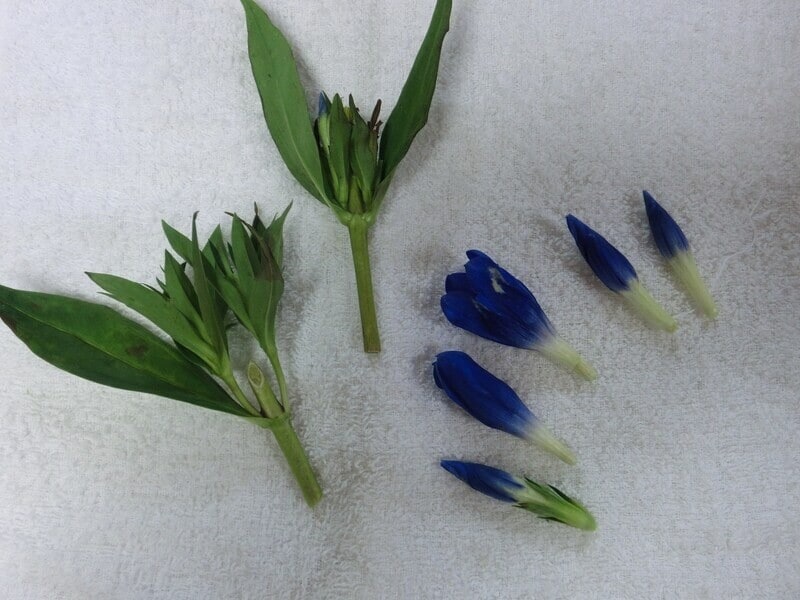 花と茎、葉っぱの部分を外します。