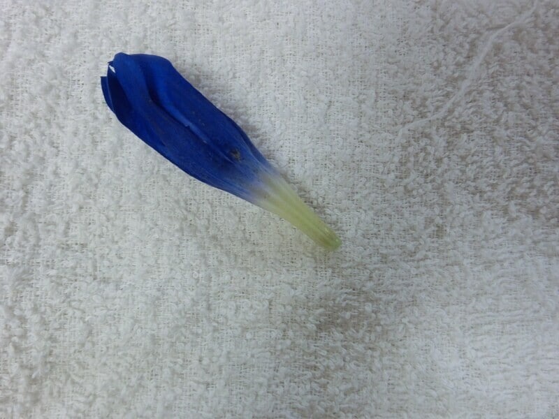 りんどう(生花)花部分