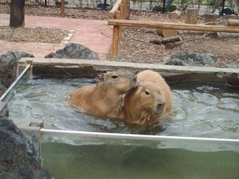 癒し系動物がいっぱい 埼玉県こども動物園自然公園 動物園 All About