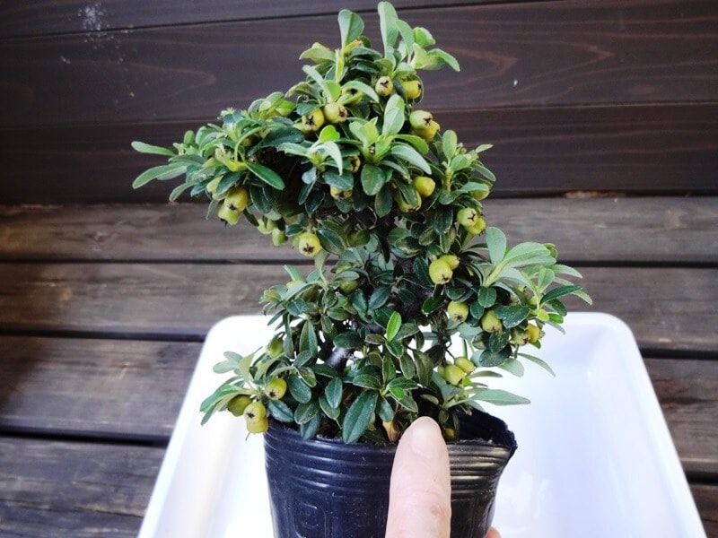 左右に枝の広がりが見えるというもの正面の条件。