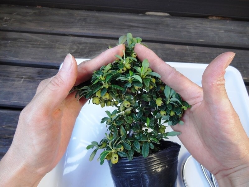 枝の中へ手を入れて、輪郭を考えます。