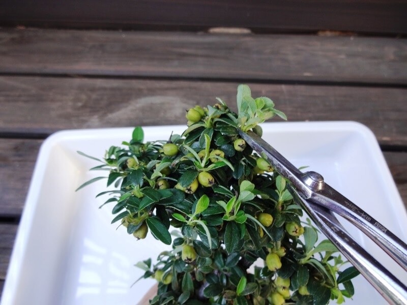 輪郭から飛び出る枝先をトリミングするように切る。