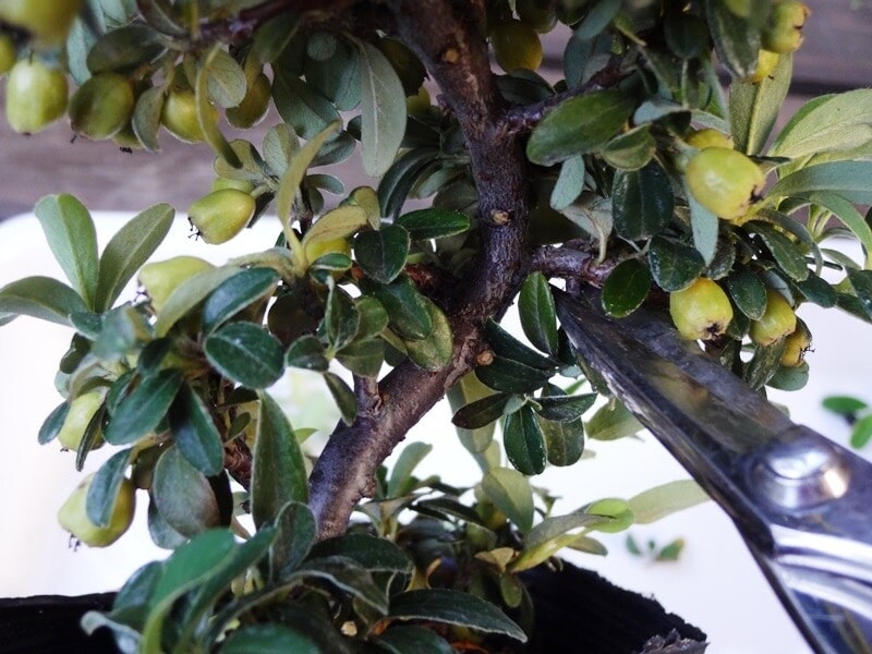 枝の内側の小枝を減らして、風通し良く