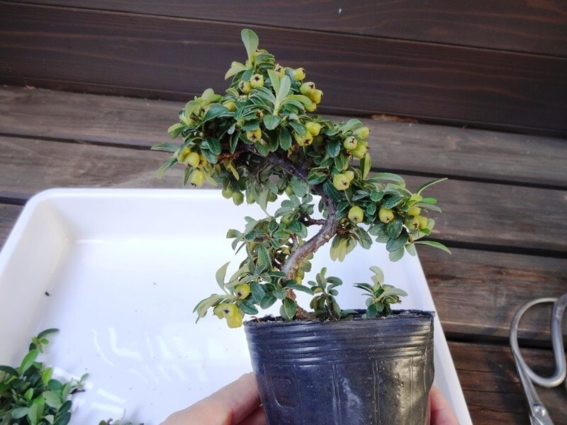 美容院に行った後のようにすっきり