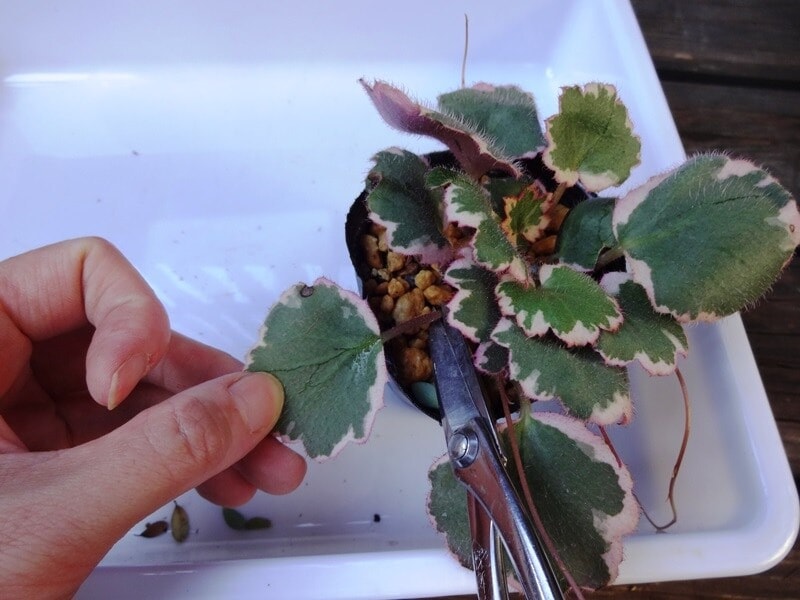 草ものの苗もお手入れ